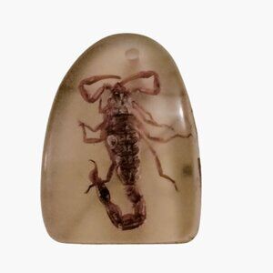 Real Scorpion Resin Pendant Charm Goth Cottagegore